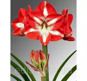 Гіппеаструм простий Stargazer (Старгейзер) 1 цибулина 24/26 Гіппеаструм простий Stargazer (Старгейзер) 1 цибулина 24/26