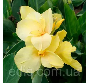 Канна низькоросла Primrose Yellow Канна низькоросла Primrose Yellow