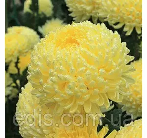 Айстра карликова Ксантіпа 0,3 г насіння Яскрава Айстра карликова Ксантіпа 0,3 г насіння Яскрава