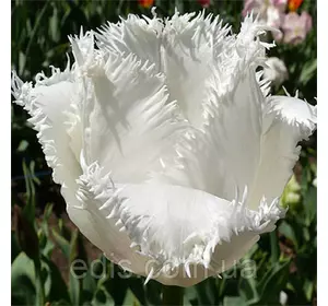 Тюльпан Daytona (Дайтона) оторочений 3 цибулинки Тюльпан Daytona (Дайтона) оторочений 3 цибулинки