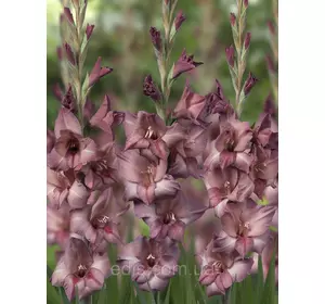 Гладіолус Smokey 3 шт./уп., великоквітковий Гладіолус Smokey 3 шт./уп., великоквітковий