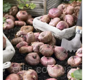 Набір гладіолусів Червоно-білий 7 цибулин/уп. Набір гладіолусів Червоно-білий 7 цибулин/уп.