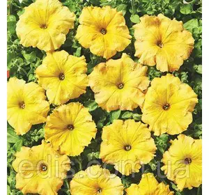 Петунія ампельна Лавина Жовтий каприз F1 10 насінин-драже, серія PREMIUM ТМ Яскрава Петунія ампельна Лавина Жовтий каприз F1 10 насінин-драже, серія PREMIUM ТМ Яскрава