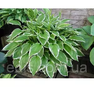 Хоста Undulata Albomarginata (Альбомарджината) кореневище Хоста Undulata Albomarginata (Альбомарджината) кореневище