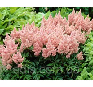 Астільба Sister Theresa (Сестра Тереза) в контейнері Астільба Sister Theresa (Сестра Тереза) в контейнері