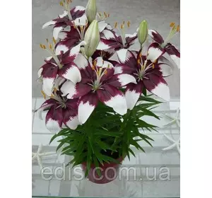 Лілія низькоросла Tiny Padhye (Тайни Падйе) 1 цибулина 12/14 Лілія низькоросла Tiny Padhye (Тайни Падйе) 1 цибулина 12/14