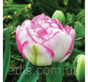 Тюльпан махровий пізній Double Touch 3 цибулинки 11/12 Тюльпан махровий пізній Double Touch 3 цибулинки 11/12