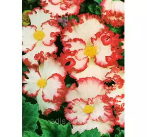 Бегонія бульбова Кріспа Марджината червоно-біла, 1 бульба Бегонія бульбова Кріспа Марджината червоно-біла, 1 бульба