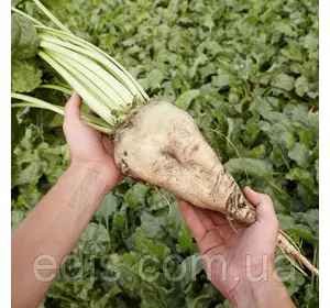 Буряк кормовий Славія 500 г, насіння Яскрава Буряк кормовий Славія 500 г, насіння Яскрава