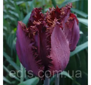 Тюльпан Cuban Night (Кубан Найт) оторочений 3 цибулини Тюльпан Cuban Night (Кубан Найт) оторочений 3 цибулини