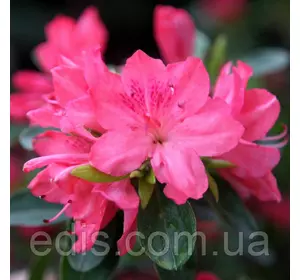 Рододендрон Blaauw's Pink (азалія японська) 3 р. Рододендрон Blaauw's Pink (азалія японська) 3 р.