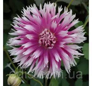 Жоржина Фимбриата Table Dancer Жоржина Фимбриата Table Dancer