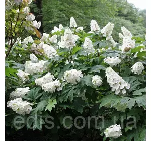 Гортензія Snow Queen (Сноу Куін) Гортензія Snow Queen (Сноу Куін)