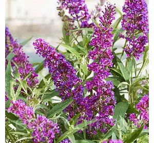 Буддлея Давида Butterfly Tower в контейнері 1 л Буддлея Давида Butterfly Tower в контейнері 1 л