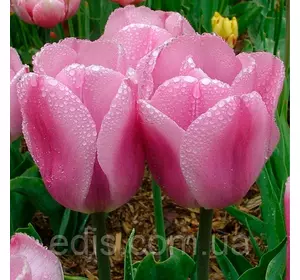 Тюльпан Тріумф Synaeda Amor 3 цибулини Тюльпан Тріумф Synaeda Amor 3 цибулини