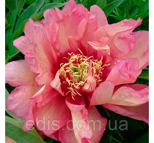 Півонія ІТО-гібрид Hillary Півонія ІТО-гібрид Hillary