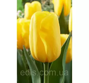 Тюльпан простий пізній Kikomachi (Кікомачі) Низькорослий! 3 цибулинки Тюльпан простий пізній Kikomachi (Кікомачі) Низькорослий! 3 цибулинки