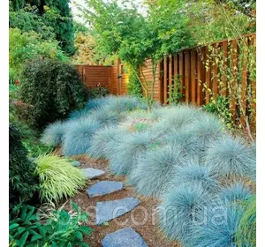 Костриця Сиза (Костриця Кальє) контейнер Р9 Костриця Сиза (Костриця Кальє) контейнер Р9