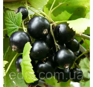 Смородина чорна Казкова (середньопізня) Смородина чорна Казкова (середньопізня)