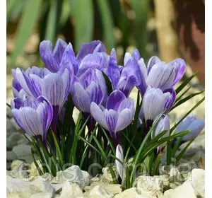 Крокус Великоквітковий Pickwick 5 цибулин Крокус Великоквітковий Pickwick 5 цибулин