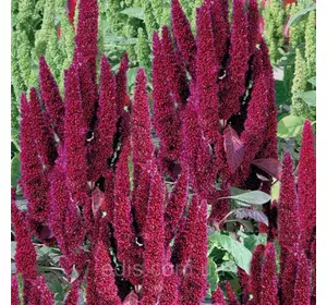 Амарант волотистий темно-червоний 0,3 г насіння Яскрава Амарант волотистий темно-червоний 0,3 г насіння Яскрава