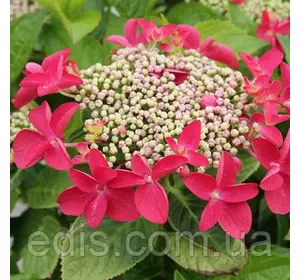 Гортензія Rotkehlchen (Роткелхен) Гортензія Rotkehlchen (Роткелхен)