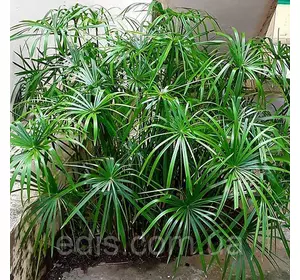 Циперус Giganteum горщик 0,5 л. Циперус Giganteum горщик 0,5 л.