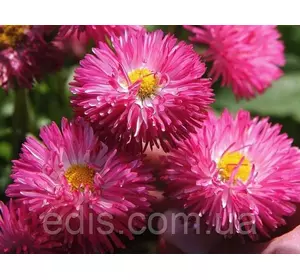 Маргаритка махрова Монтеросса 0,1 г Маргаритка махрова Монтеросса 0,1 г