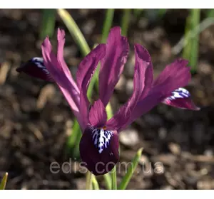 Ірідодіктіум Purple Gem (ірис сітчастий Пурпл Джем) 5 цибулин Ірідодіктіум Purple Gem (ірис сітчастий Пурпл Джем) 5 цибулин