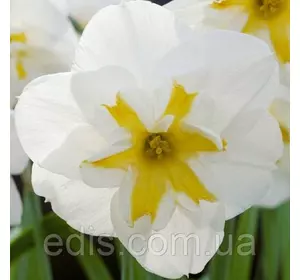 Нарцис розрізнокорончатий Lemon Beauty 10/12 1 цибулина Нарцис розрізнокорончатий Lemon Beauty 10/12 1 цибулина