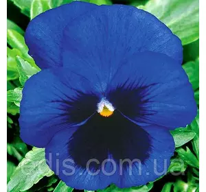 Віола Небесне сяйво 0,1 г, насіння Яскрава Віола Небесне сяйво 0,1 г, насіння Яскрава