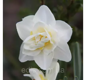 Нарцис махровий White Lion (Уайт Лаен) 12/14 1 цибулина Нарцис махровий White Lion (Уайт Лаен) 12/14 1 цибулина