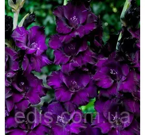 Гладіолус Mombasa 3 шт./уп., великоквітковий Гладіолус Mombasa 3 шт./уп., великоквітковий