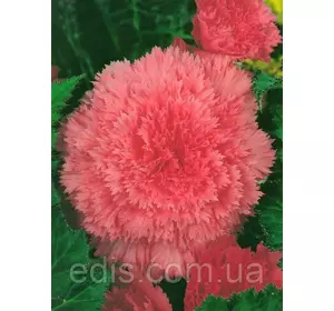 Бегонія бульбова Фимбриата Рожева, 1 бульба Бегонія бульбова Фимбриата Рожева, 1 бульба