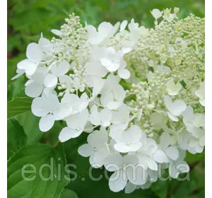 Гортензія волотиста Goliath (Голіаф) Гортензія волотиста Goliath (Голіаф)