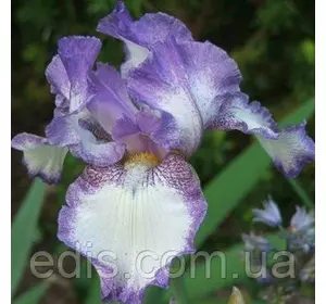 Ірис бородатий Dancers Veil Ірис бородатий Dancers Veil