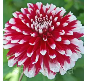 Жоржина низькоросла Little Tiger Жоржина низькоросла Little Tiger