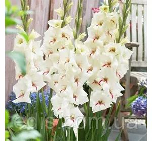 Гладіолус Silverstreak 3 шт./уп., великоквітковий Гладіолус Silverstreak 3 шт./уп., великоквітковий