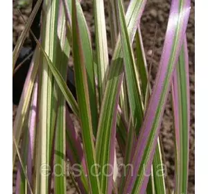 Фалярис Триколор, декоративний злак, саджанець Фалярис Триколор, декоративний злак, саджанець