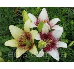 Лілія LA гібрид Cecil (Сесіл) 1 цибулина 12/14 Лілія LA гібрид Cecil (Сесіл) 1 цибулина 12/14