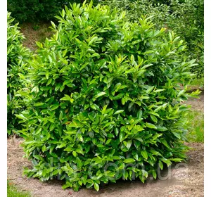 Лавровишня лікарська Herbergii (Хербегий) у контейнері Лавровишня лікарська Herbergii (Хербегий) у контейнері