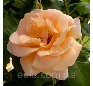 Троянда в'юнка Скул Гьол (School Girl) Троянда в'юнка Скул Гьол (School Girl)