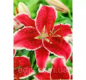 Лілія орієнтальна тигрова Starfighter (Старфаєр) 1 цибулина 12/14 Лілія орієнтальна тигрова Starfighter (Старфаєр) 1 цибулина 12/14