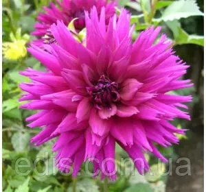 Жоржина фимбриата Ambition Жоржина фимбриата Ambition