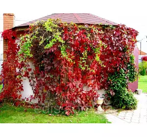 Виноград дівочий п'ятилистковий (віргінський, лат. Parthenocíssus quinquefolia) Виноград дівочий п'ятилистковий (віргінський, лат. Parthenocíssus quinquefolia)