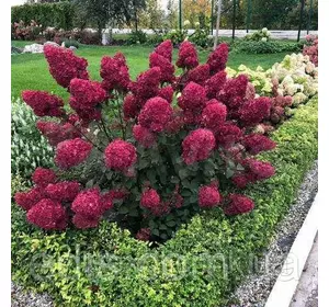 Гортензія волотиста Samarskya Lydia (Самарська Лідія) 3-річна 2 л Гортензія волотиста Samarskya Lydia (Самарська Лідія) 3-річна 2 л