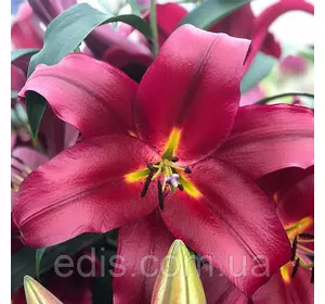 Лілія орієнтальна Scorpio 1 цибулина 12/14 Лілія орієнтальна Scorpio 1 цибулина 12/14