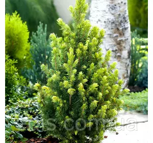 Ялина Rainbow's End (Рейнбоуз Енд) у контейнері 0,5 л. Ялина Rainbow's End (Рейнбоуз Енд) у контейнері 0,5 л.