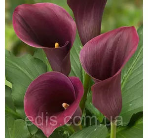 Калла Captain Promise 1 бульба 12/14 Калла Captain Promise 1 бульба 12/14