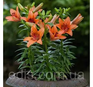 Лілія низькоросла Contagem (Контажі) 1 цибулина 12/14 Лілія низькоросла Contagem (Контажі) 1 цибулина 12/14